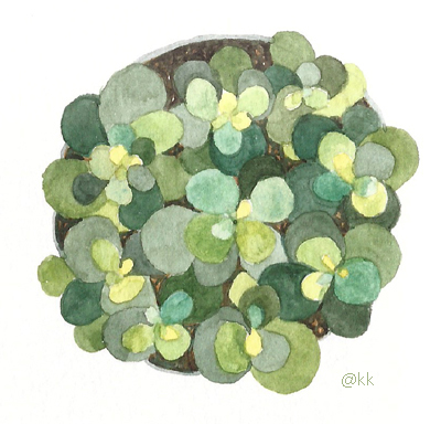 plantapoteclaraemcimap