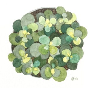 plantapoteclaraemcimap