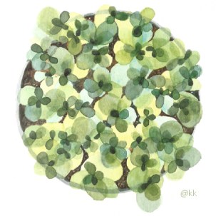 plantapoteinvertidap